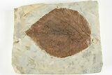 3.1" Fossil Leaf (Beringiaphyllum) - Montana - #201304-1